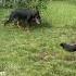 European Doberman Vs German Shepherd