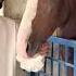 Horse Lover Nezabazi Horse Animal