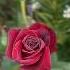 Роза черная магия в утренней росе Rose беларусь садгродно розы Garden