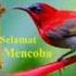 Suara Pikat Burung Kecil
