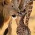 A Lion Shows Unexpected Love To A Baby Giraffe WildlifeWonder ViralMoment AnimalLove