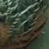 BatairkiAwaz Batair Sound Vol Common Quail Sound Coturnix Quail Sound Quail Sound For Hunting