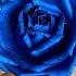 DIY Royal Blue Rose Paper Flower How To Make Rose From Paper Easy Paper Rose