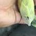 Dilute Pale Fallow Opaline