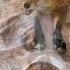 Sick Fox Wildliferescue Wildlife Animalfriendshipgoals Rescue Fox Love Lovestory Animals