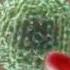 Immune System Natural Killer Cell