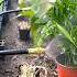 Simple And Best Garden Irrigation System Gardening