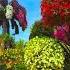 Flowers Follow Youtube Youtubeshorts Google Love