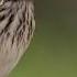 SUARA BURUNG Suara Burung Manyar Gacor
