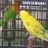 Parkit Vs Lovebird