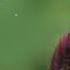 Ringtone Music New Ringtone 2025 Love Ringtones Romantic Ringtone Instument Ringtone