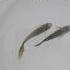 2 नव न Guppy Female Minifishfarm New Guppy Females Added New Fish Miraj Shorts