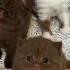 Yavru Kediler Cute Cat Catlover Cats Catlovers Cute Catdog Kedi Müzik Catdogfuns Pets