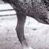 Alice In Chains Shame In You 1080p HQ