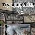 Giz Is Trying To Bird Today Talkingparrot Funnybirds