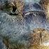 Swamp Mysteries Nile Crocodile Is DEADLY S2 E5 Full Episode