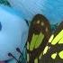 Blue Josh Find A Butterfly More Adventures VLOG Ep 56 Blue S Clues You