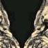 DJ Snake Lil Jon Turn Down For What Dotcom Remix Trap