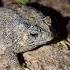 Toads And Lizards Make You Laugh Catch The Last Big Toad Hahaha Catch Toad Tep Longheng Funny