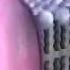 The Plasma Membrane