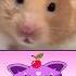 Petting Hamster Hamsters Funnyhamster Hamstermeme Animals Funnyanimals Animalmemes Shorts