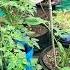 I Dont Mind Waiting On The Harvest Gardening Subdivisiongardener Tomato