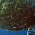 Sea Turtles 101 National Geographic