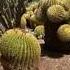 Saguaro National Park Национальный парк Сагуаро Saguaro Park Tropical Music экзотика природа