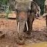 Man Faces Off With Angry Elephant Then This Happens Shorts