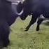 Yak Vs Bull The Biggest And Most Aggressive Bull In The World Yak Bull Fighting