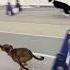 Should The 4th Dog Be Banned Dogs Sports Flyball Racing Sprinter Fast