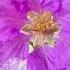 Violet Beauty Of Flowers Naturallynature