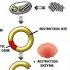 DNA Cloning