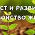 Биология 6 класс Пасечник Параграф 37 Рост и развитие свойство живых организмов аудио