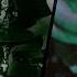 Full Band Cover Type O Negative I Don T Wanna Be Me Feat HeavyInHawaii