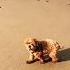 Buddy And The Ocean Toypoodle Cute