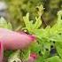 Ива Хакуро нишики сад садоводничество Greenlife дача зеленаяжизнь цветы Garden