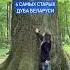 Четыре самых старых дуба Беларуси Какие еще старые дубы вы знаете