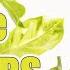 Lemon Tree Update 1 5 YEARS Later Most Asked For Video