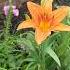 Good Morning It S A Wet Windy Cool Morning Here In Oklahoma Lifelovehygge Hygge Cottage Garden