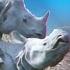 Love In The Wild Animal Mating Rituals Nature Bites