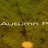 Ace Ventura Autumn ProgMix 2015