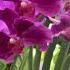 My Beautiful Vanda Orchid Viralvideo Trendingshorts