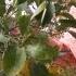 Winterizing Lemon Trees At Home With P Allen Smith