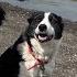 Three Amazing Border Collie Sheepdog Go To The Beach For The First Time In 2 Years