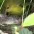 Charming Yellow Warbler A Symphony Of Colors And Song