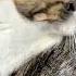 Katzen Lied