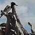 Xad Birds NO COPYRIGHT Electronic