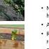 Fall Vegetable Gardening Paul Winski