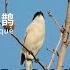 听声辨鸟 很多人喜欢鸟 但他光听叫声就能知道是什么种类 原来仔细观察 上海有那么丰富的生物种类 国际生物多样性日 纪录片 我的城市邻居 DocuLife SMG真实传媒